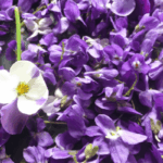 Veilchen verarbeiten