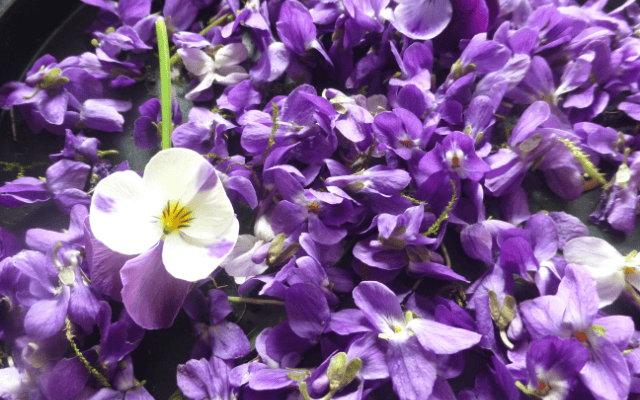 Veilchen verarbeiten