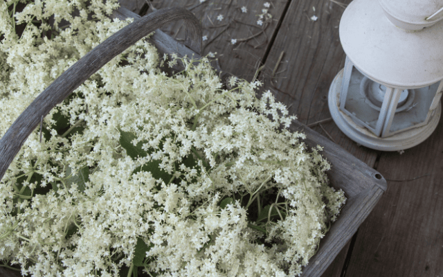 Holunderblüten pflücken für Sirup