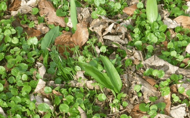 Bärlauch haltbar machen