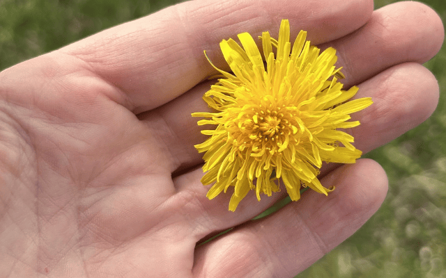 Löwenzahn Rezept herstellen
