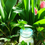 Löwenzahn Körperbutter selber machen