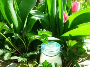 Löwenzahn Körperbutter selber machen