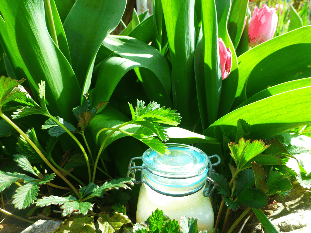 Löwenzahn Körperbutter selber machen