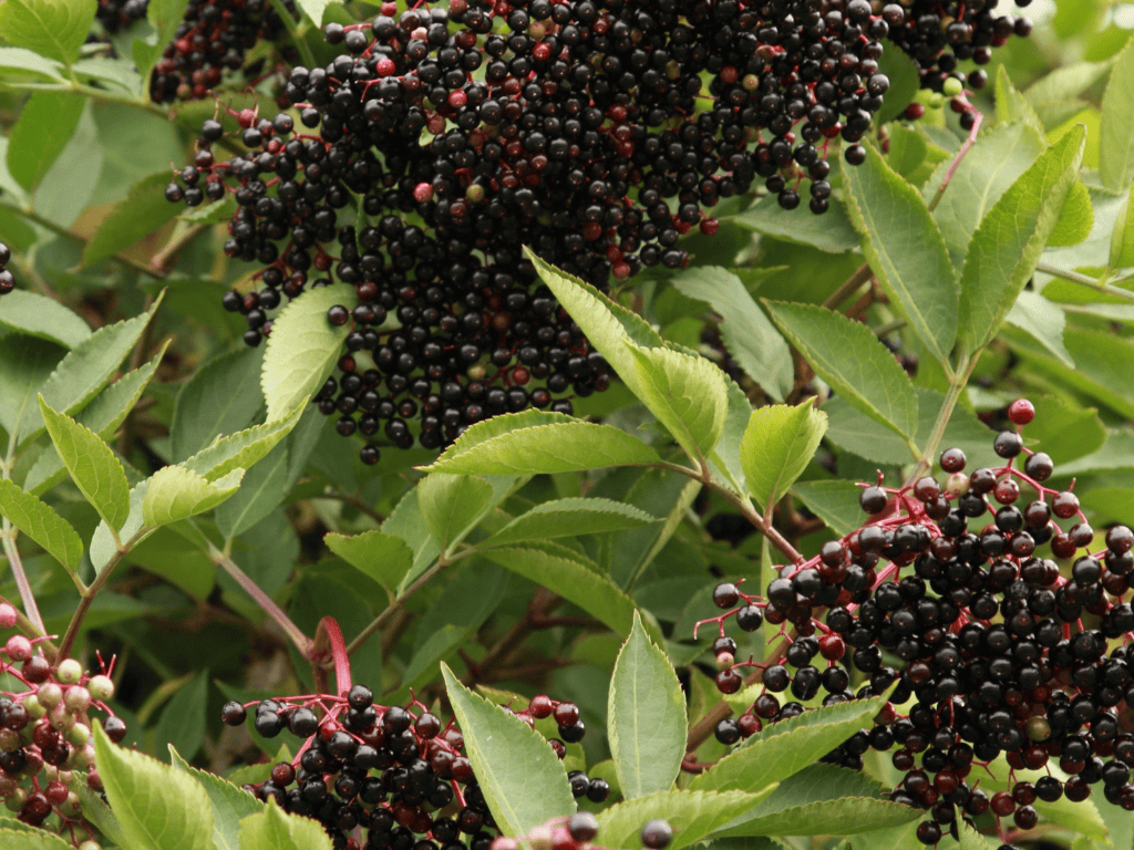 Holunderbeeren verwenden