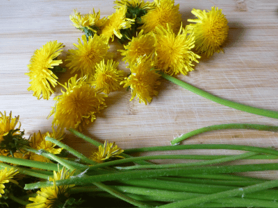 Löwenzahn verarbeiten Rezepte aus Löwenzahn